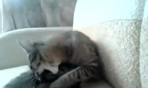 Pisica batausa, Foto: Captura YouTube