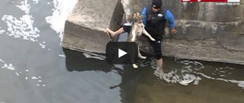 Caine salvat de la inec, Foto: Captura YouTube