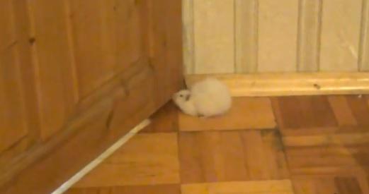 Hamsterul obez, Foto: Captura YouTube