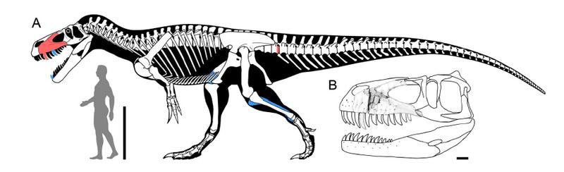 Torvosaurus gurneyi, Foto: plosone.org