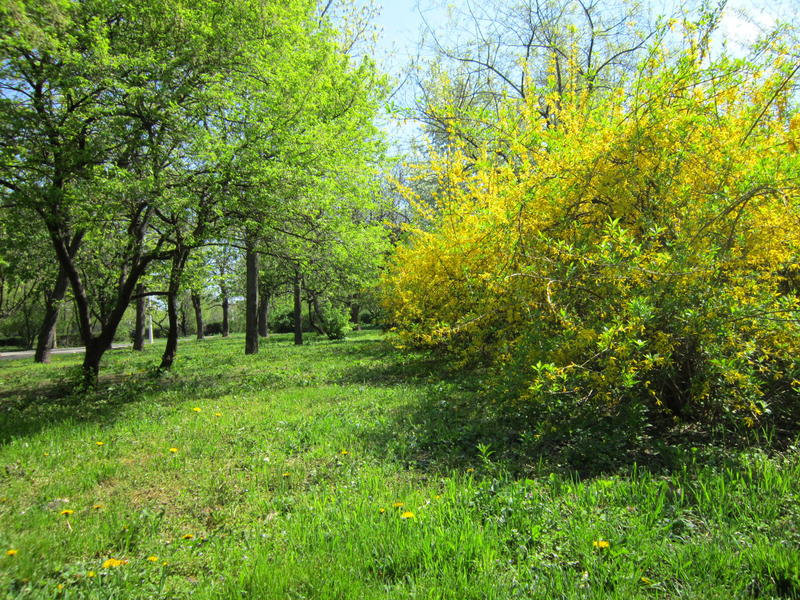 Ziua Floriilor, Foto: USER UPLOADED