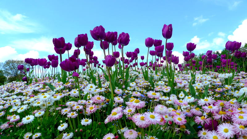 Parcul Herastrau, Foto: USER UPLOADED