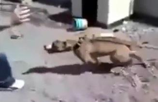 Pitbull furios, Foto: YouTube