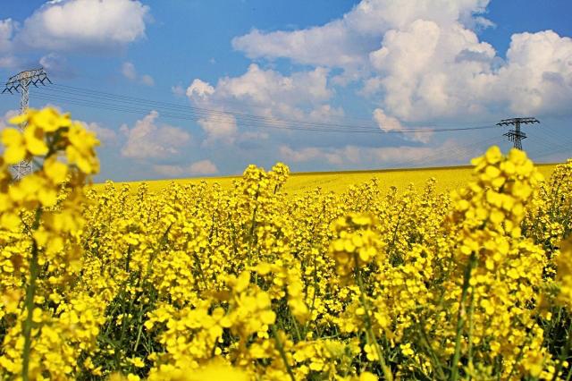 Productie - record de rapita in Romania, Foto: USER UPLOADED