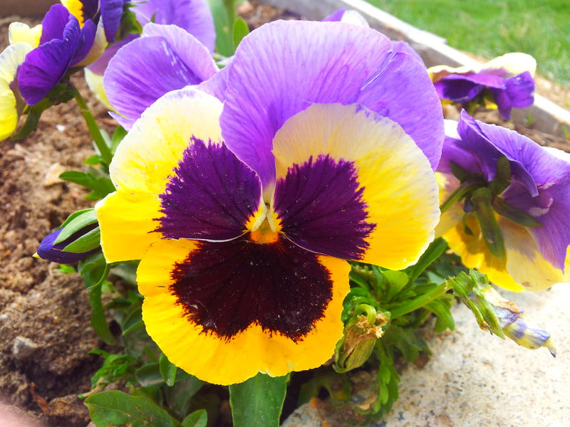 Panselele, o miza mare la Primaria Sector 3, Foto: Adrian Ilincescu/ HotNews.ro