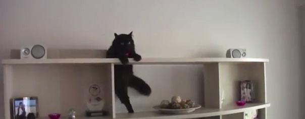 007 - Cat, Foto: Captura YouTube