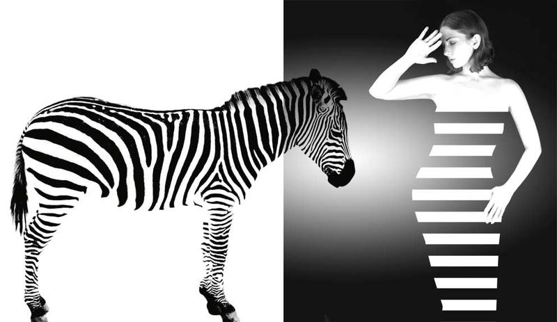 zebra, Foto: Muzart Grafica