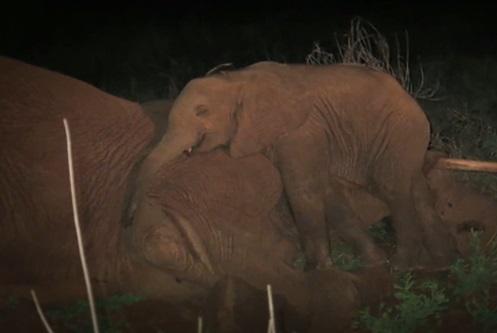 Sokotei, puiul de elefant, Foto: Captura Youtube.com