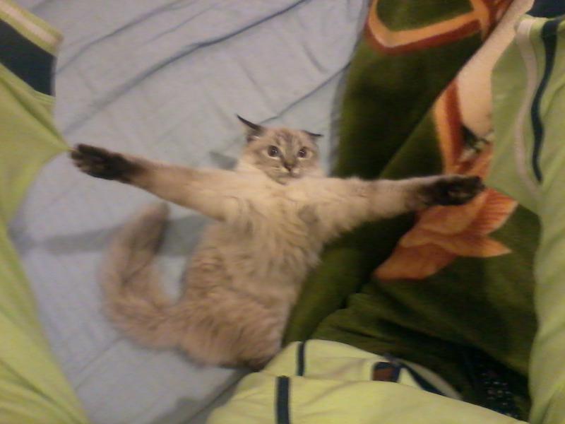 Pisica ninja, Foto: Hotnews