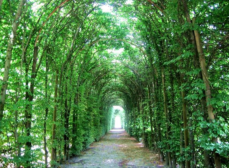 Gradina langa Venetia, Foto: Mirela