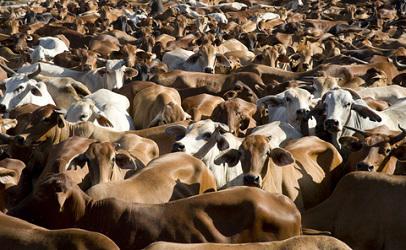 Romania incepe exportul de taurine in China, Foto: Food Safety News