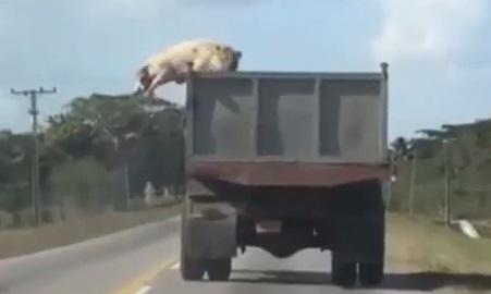 Clipul zilei, Foto: Captura YouTube