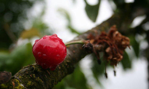 Ciresele, ideale pentru un somn mai bun, Foto: MorgueFile.com