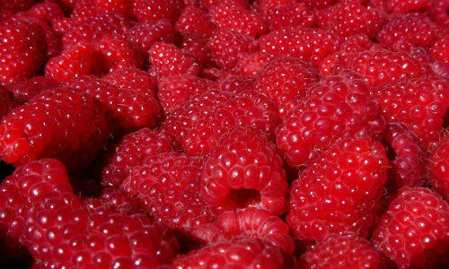 Zmeura, Foto: MorgueFile.com