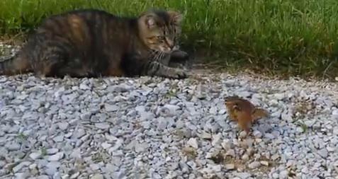 clipul zilei, Foto: Captura YouTube