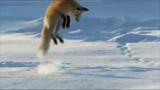 La atac, Foto: youtube.com