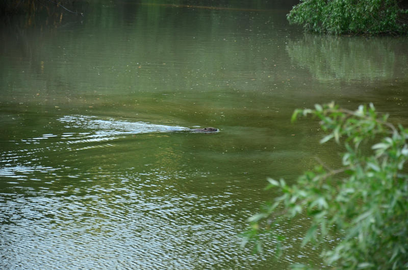 Castor, Foto: Cristian Mititelu Răileanu/WWF