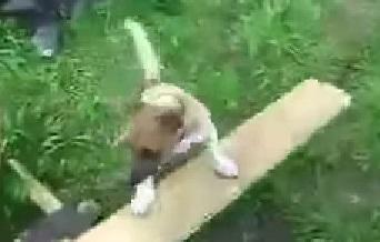 Clipul zilei, Foto: Captura YouTube