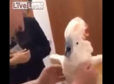 clipul zilei, Foto: Captura YouTube