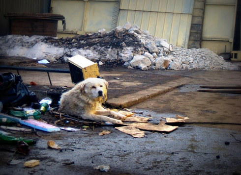 Bulevardul Uranus 2011 , Foto: Hotnews