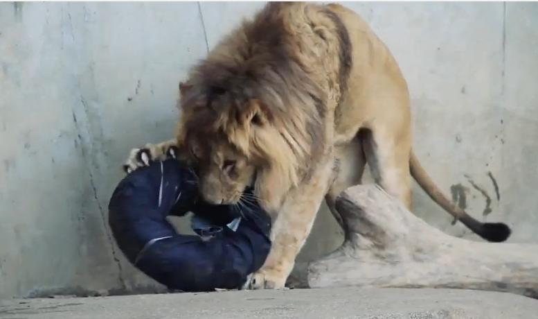 Crearea blugilor zoo, Foto: Captura YouTube