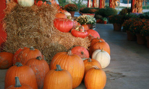 Beta-carotenul, regasit in dovleac, incetineste procesul de imbatranire, Foto: MorgueFile.com