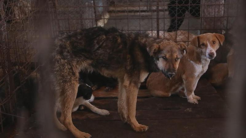 Caini adaposturi, Foto: VIER PFOTEN