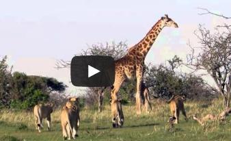 Lupta pentru supravietuire, Foto: youtube.com