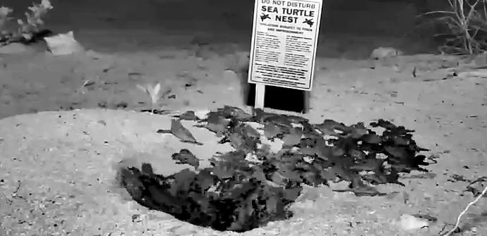 Pui de broasca testoasa iesind din ou, Foto: Captura YouTube