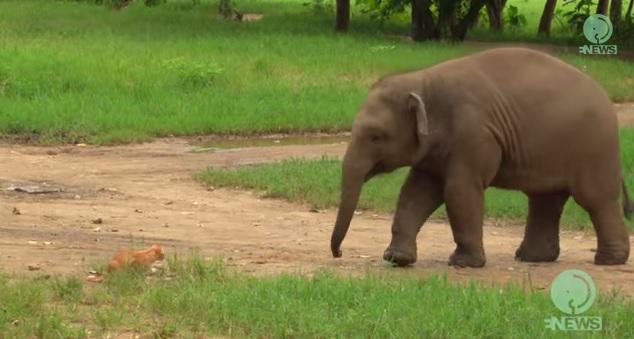 clipul zilei, Foto: Captura YouTube