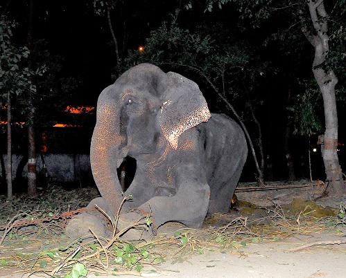 Elefant, Foto: http://www.wildlifesos.org/