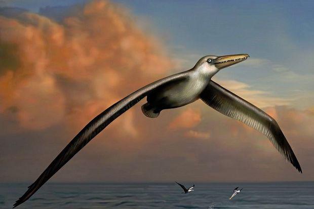 Pelagornis sandersi, Foto: knack.be