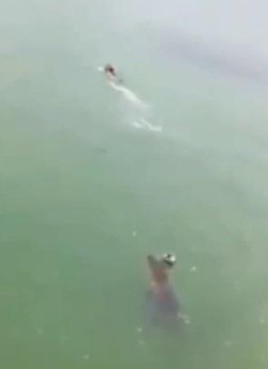 Un crocodil urmareste un inotator, Foto: Captura YouTube