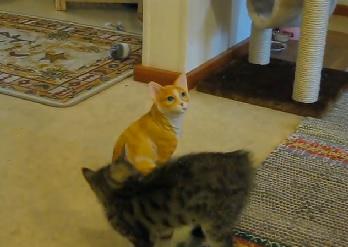 Clipul zilei, Foto: Captura Youtube.com