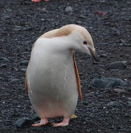 Pinguinul mutant "blond", Foto: Captura YouTube