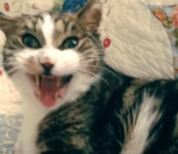 clipul zilei, Foto: Captura YouTube