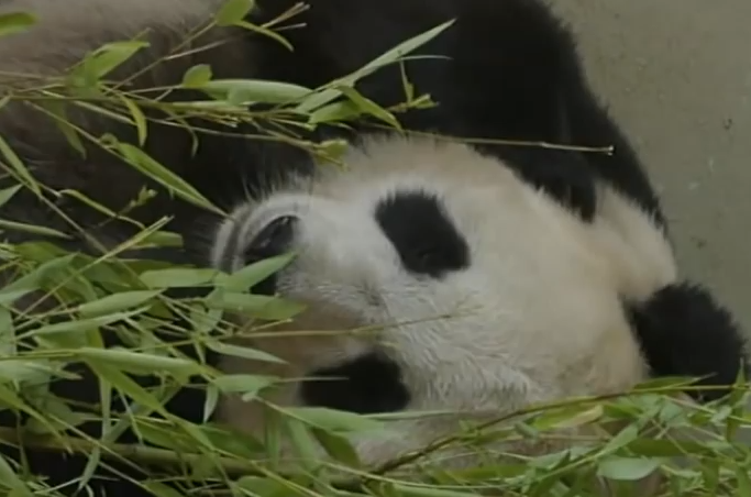 O ursoaica panda, Foto: captura ecran