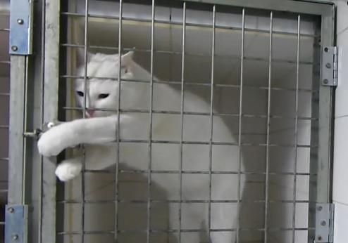 Clipul zilei, Foto: Captura Youtube.com