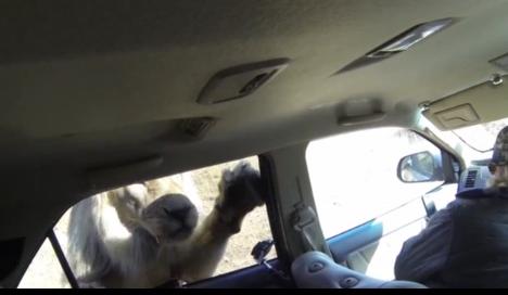 Un leu ataca o masina, Foto: Captura The Telegraph