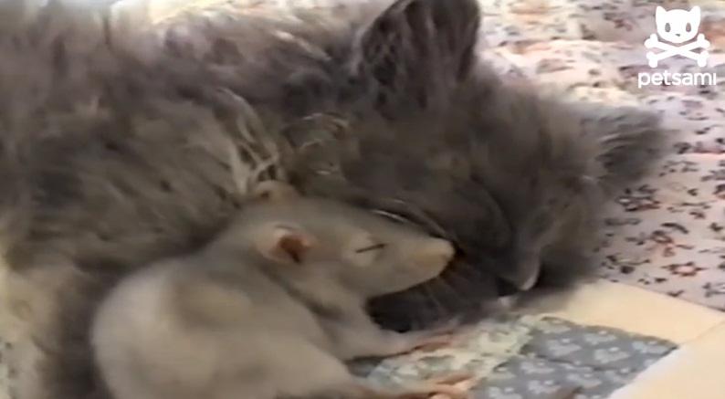 Soarecele curajos, Foto: Captura YouTube