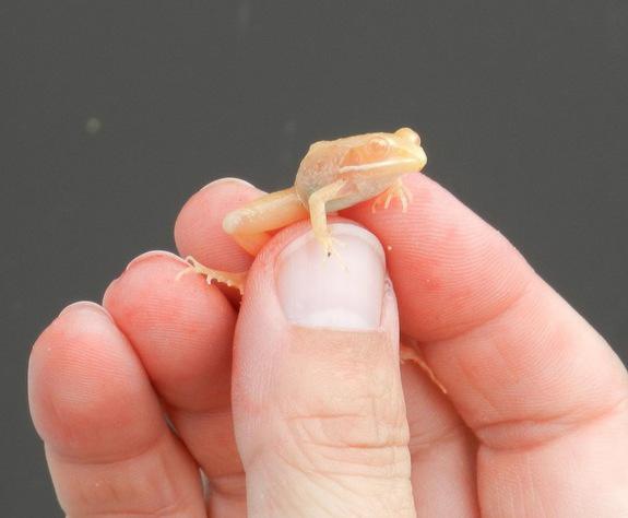 tiny-frog, Foto: http://www.livescience.com