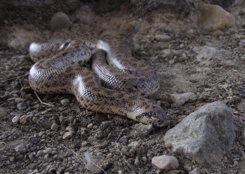 boa de nisip, Foto: Societatea Ornitologica Romana