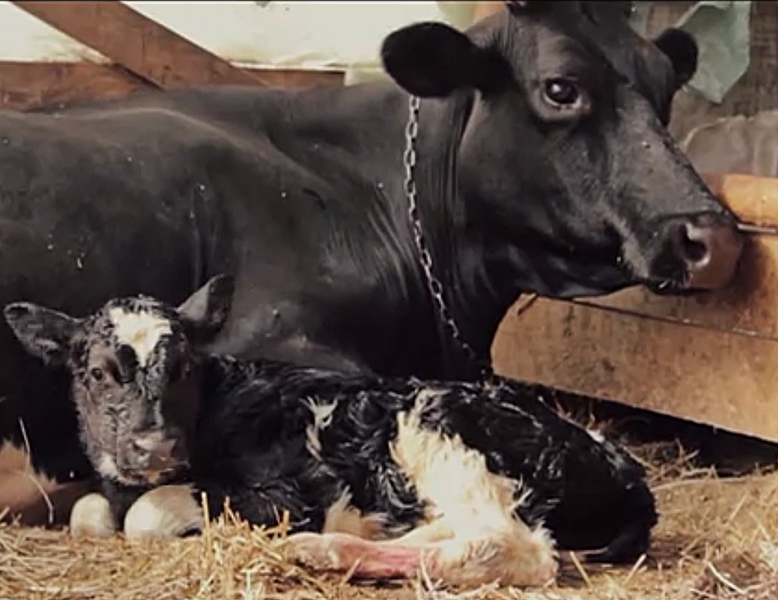 Vacuta facuta cadou, Foto: Danone Romania