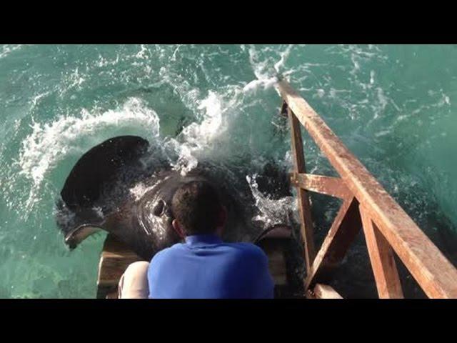 O pisicutza, Foto: youtube.com