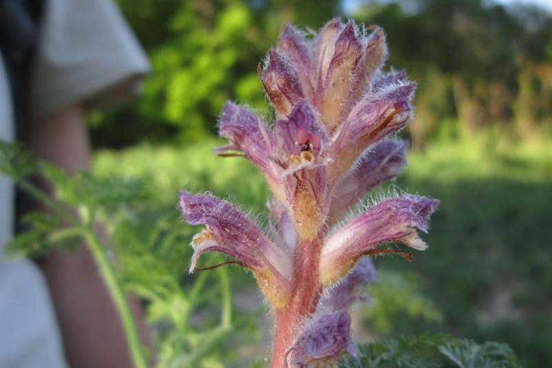 Orobanche pubescens, nouaplanta descoperita in flora Romaniei, Foto: Societatea Ornitologica Romana