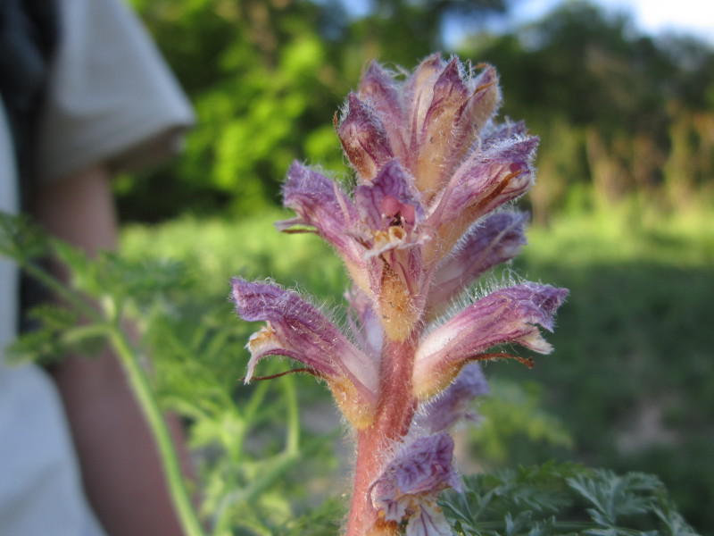 Orobanche pubescens, nouaplanta descoperita in flora Romaniei, Foto: Societatea Ornitologica Romana