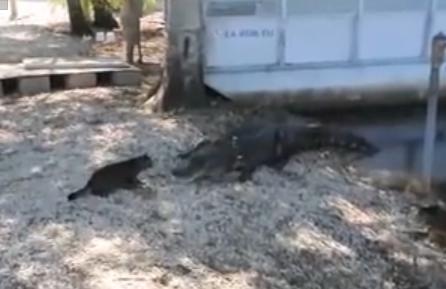 Super pisica, Foto: youtube.com