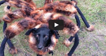 Infricosator, Foto: youtube.com