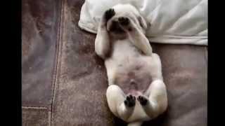 Caini somnorosi, Foto: youtube.com