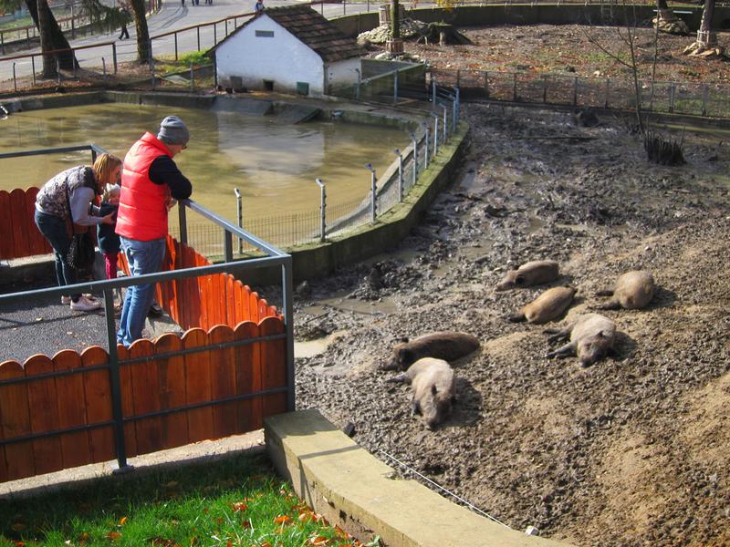 Porcii, Foto: Hotnews